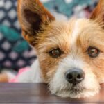 Why Your Dog Sighs — & What It’s Really Trying To Tell You