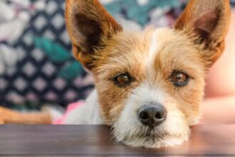 Why Your Dog Sighs — & What It’s Really Trying To Tell You