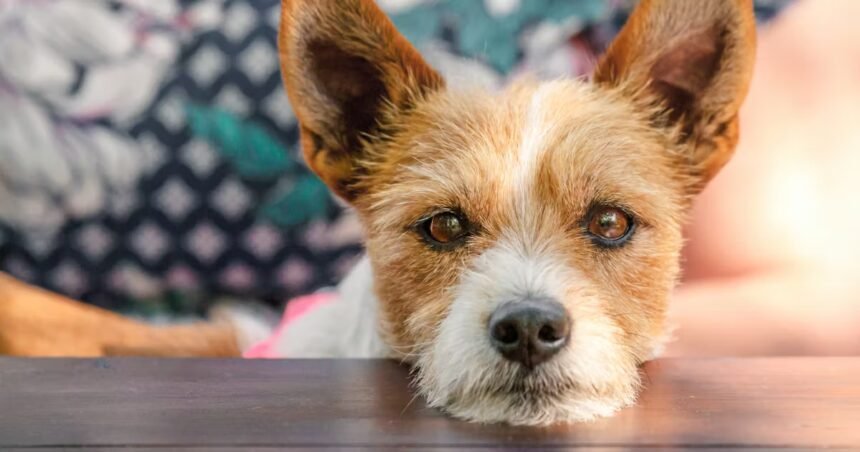 Why Your Dog Sighs — & What It’s Really Trying To Tell You