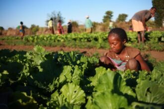 Madagascar’s Farmer Field Schools improve child nutrition through climate-smart agriculture and community learning