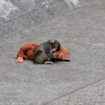 A viral monkey, his plushie, and a 70-year-old experiment: what Punch tells us about attachment theory - News