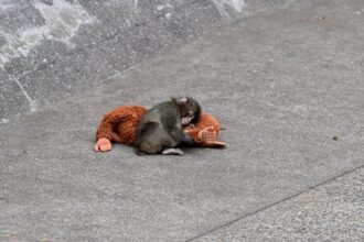 A viral monkey, his plushie, and a 70-year-old experiment: what Punch tells us about attachment theory - News