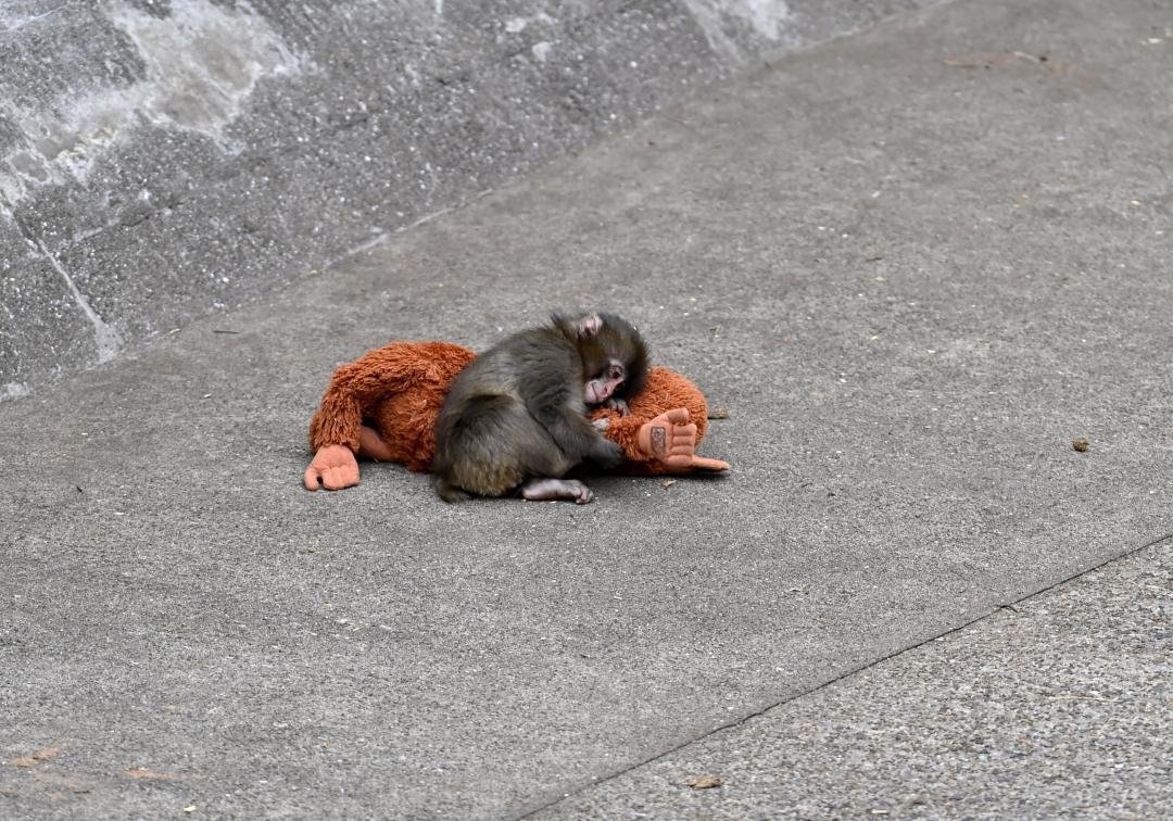 A viral monkey, his plushie, and a 70-year-old experiment: what Punch tells us about attachment theory - News