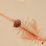 What Are Sea Monkeys? Say Hello To The World’s Second Easiest Pet