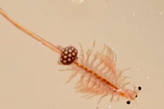 What Are Sea Monkeys? Say Hello To The World’s Second Easiest Pet